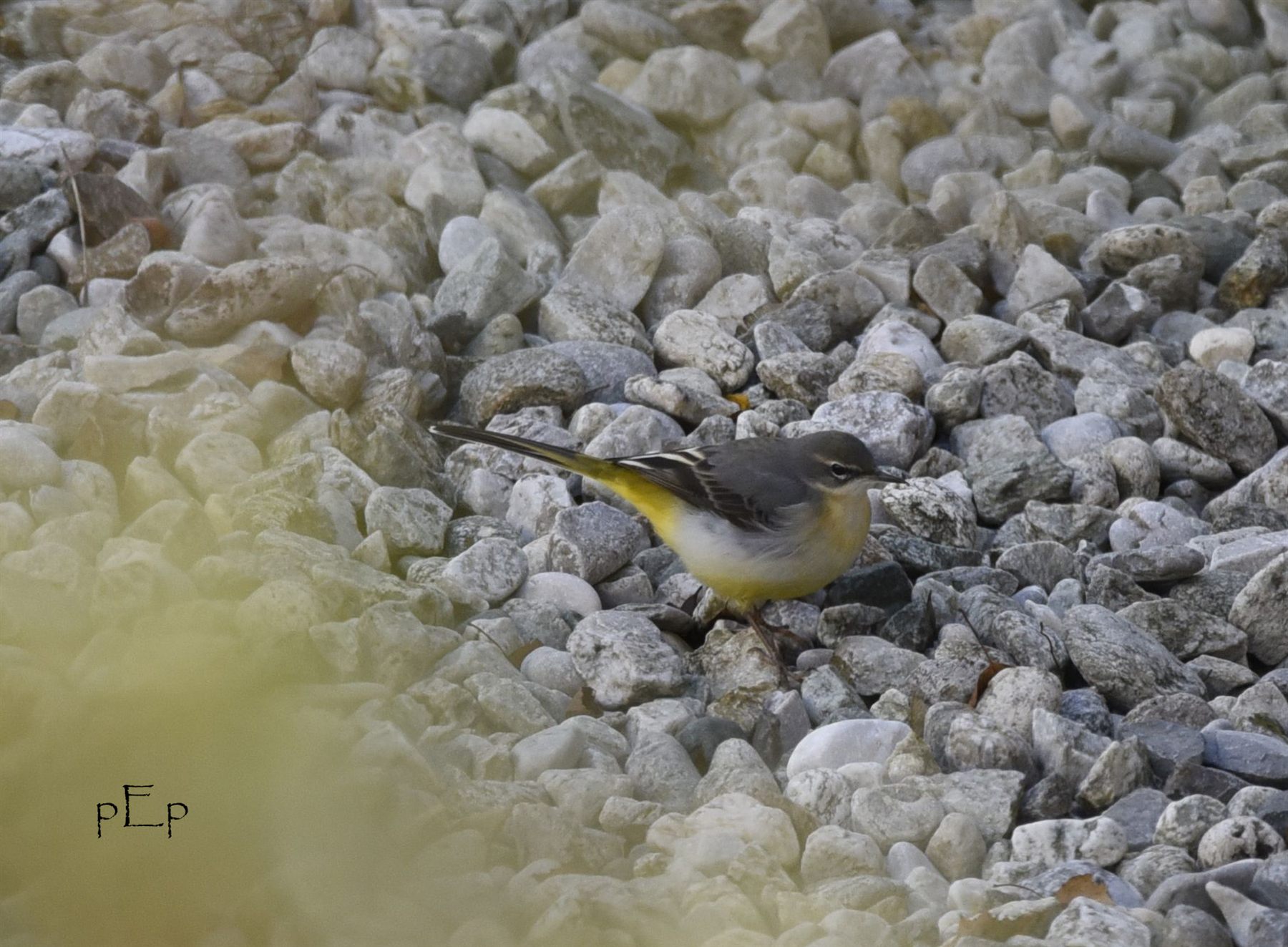 Grey Wagtail