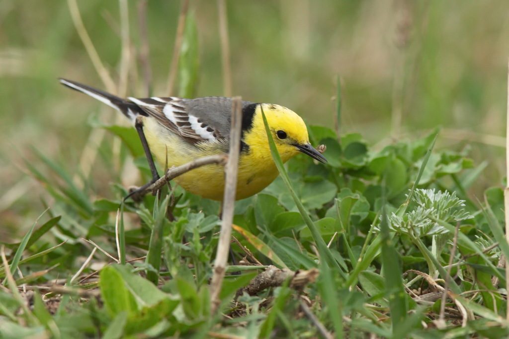 Citrine Wagtail