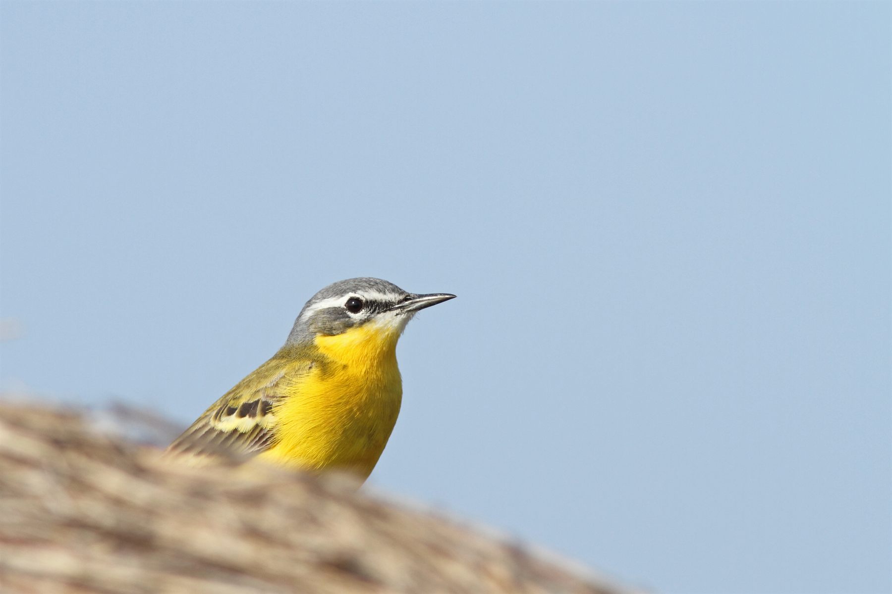 Western Yellow Wagtail