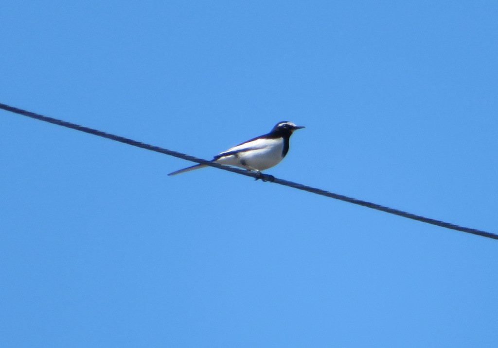 Japanese Wagtail