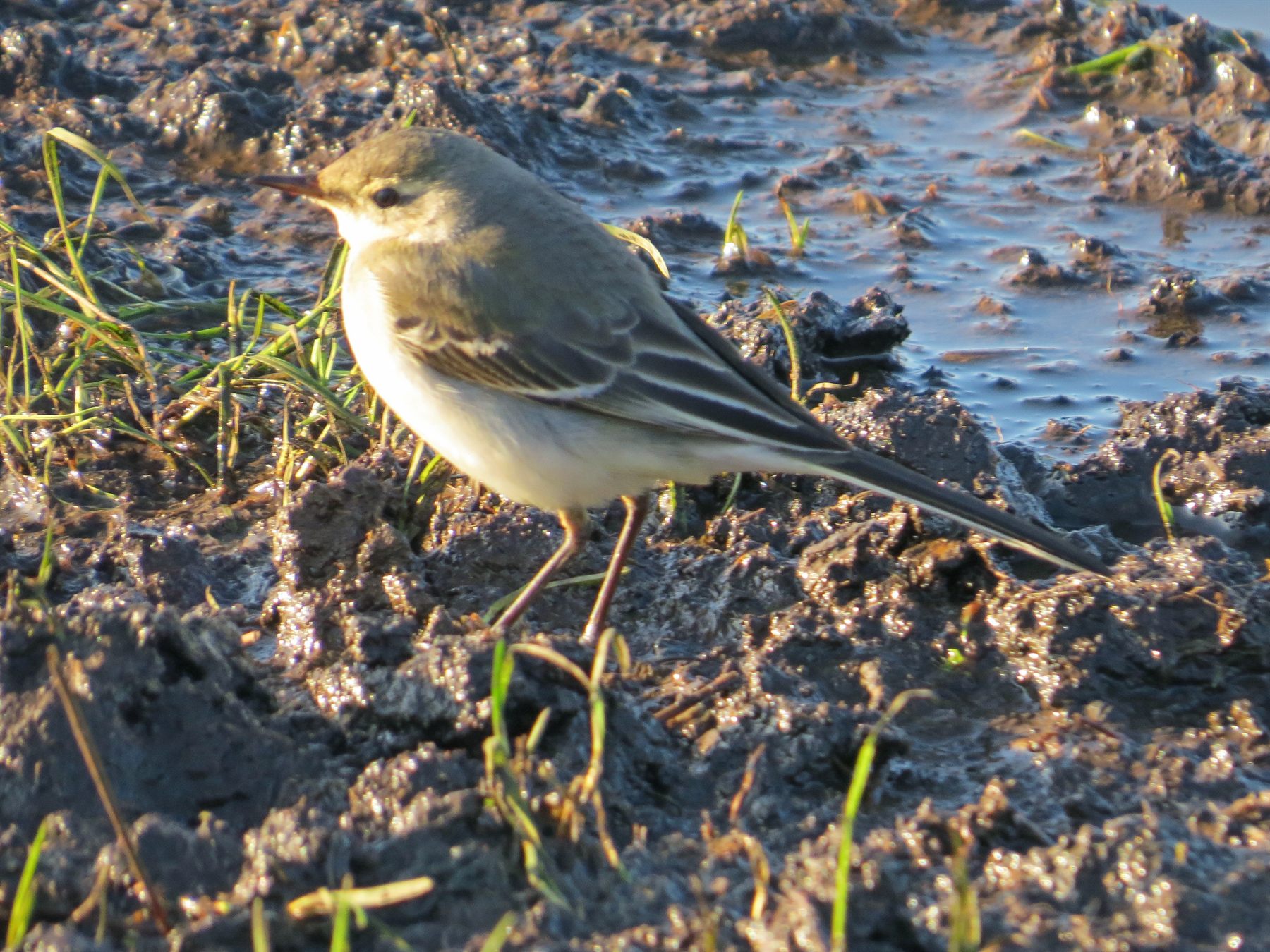 Eastern Yellow Wagtail