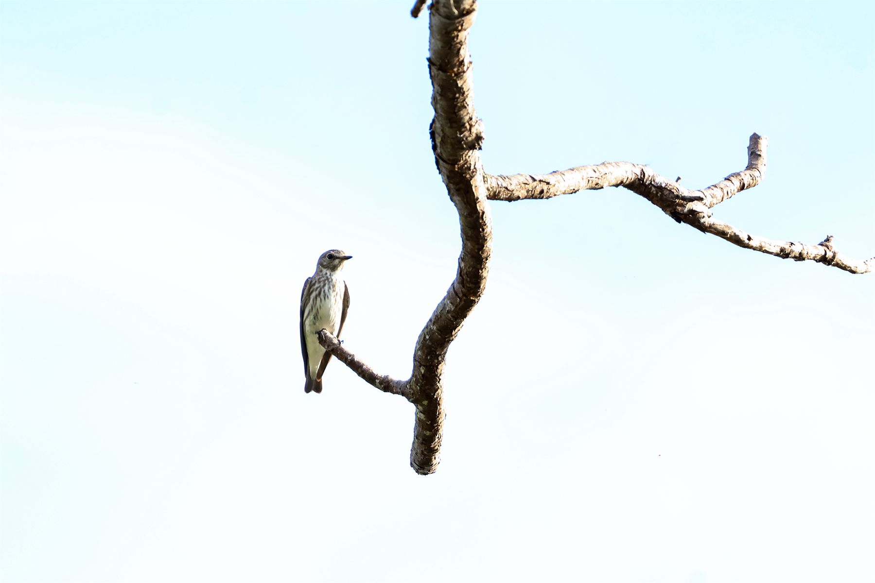 Grey-streaked Flycatcher