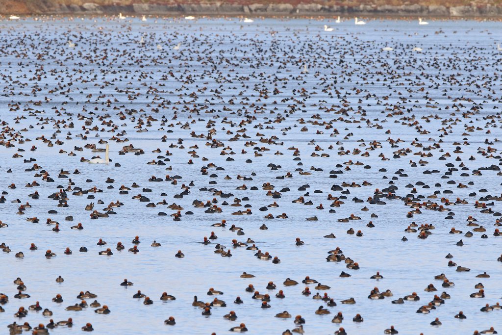 Red-crested Pochard