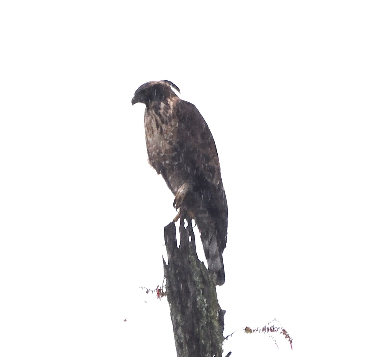 Mountain Hawk-Eagle