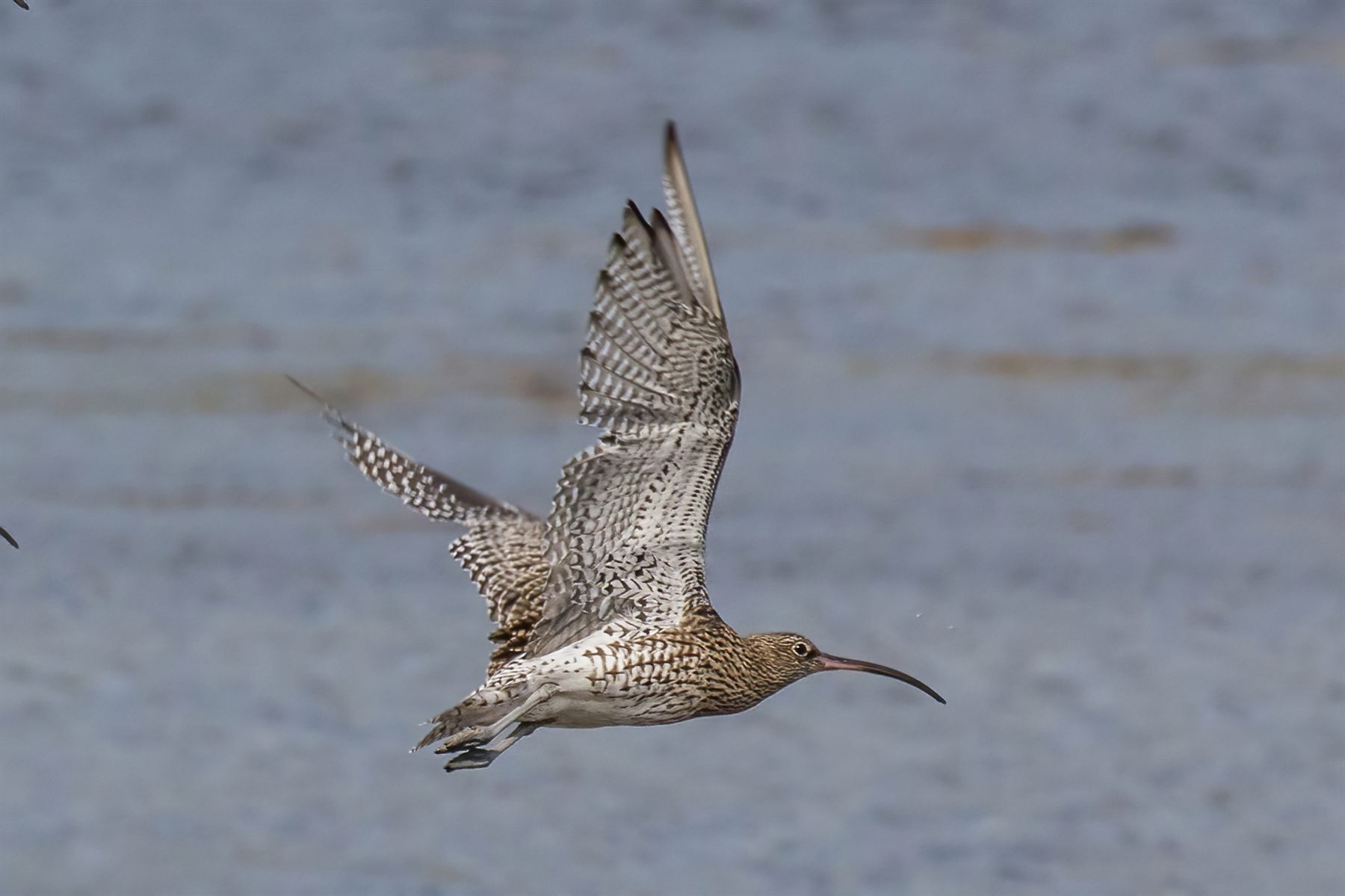 Eurasian Curlew