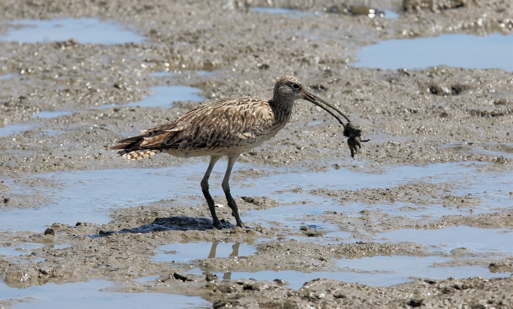Far Eastern Curlew