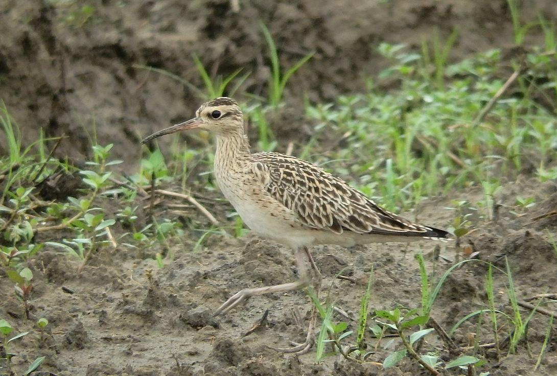Little Curlew