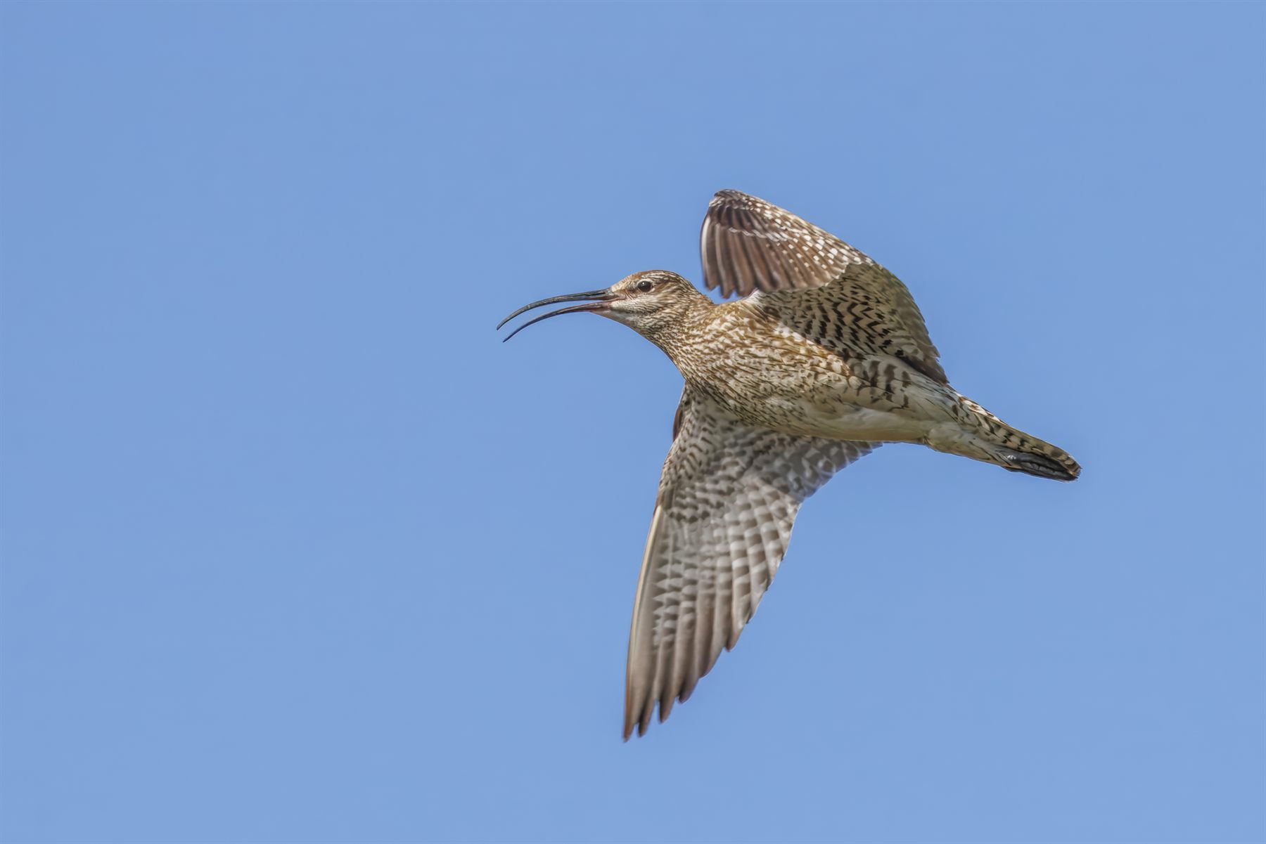 Eurasian Whimbrel