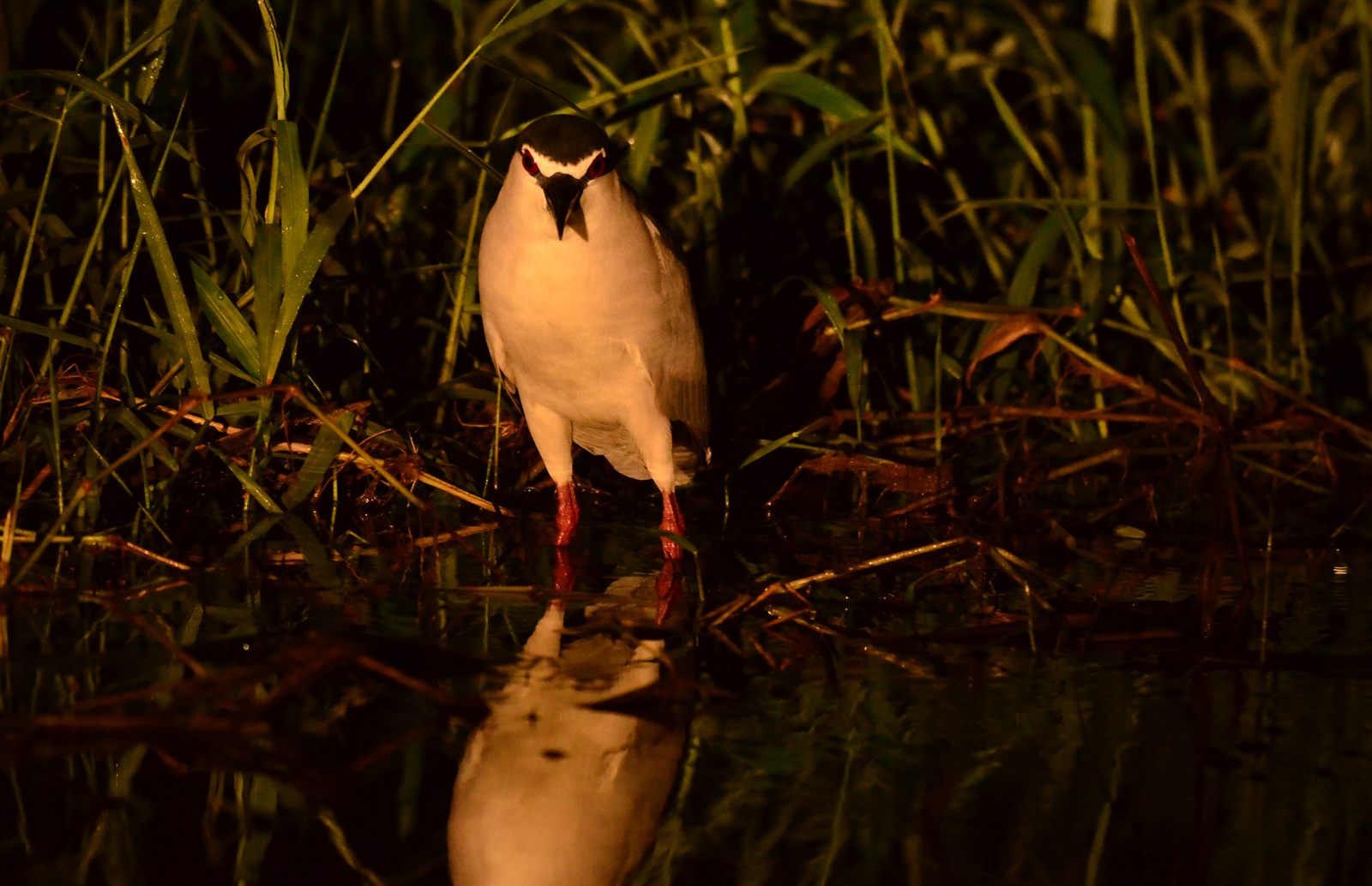Black-crowned Night Heron