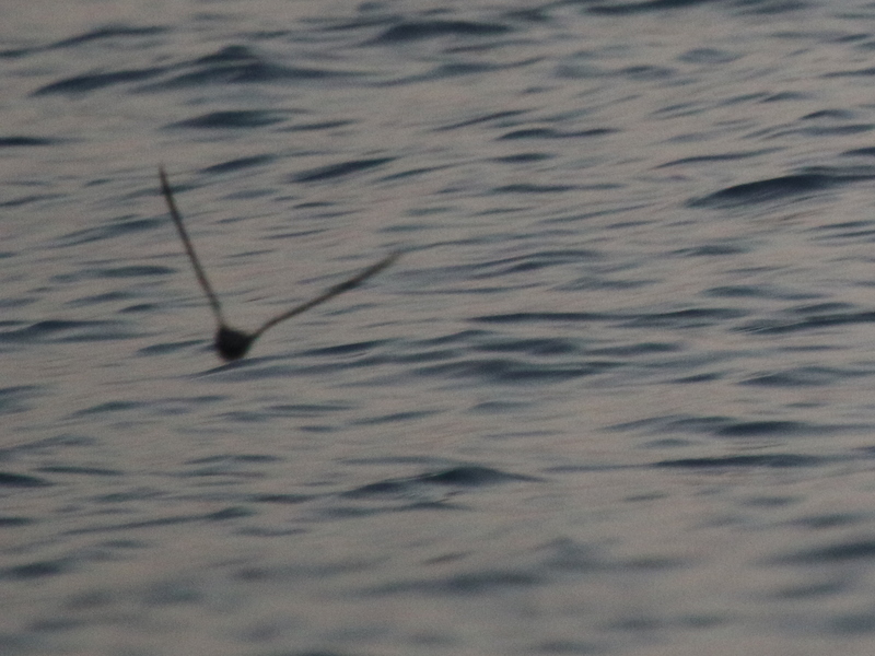 Swinhoe's Storm Petrel