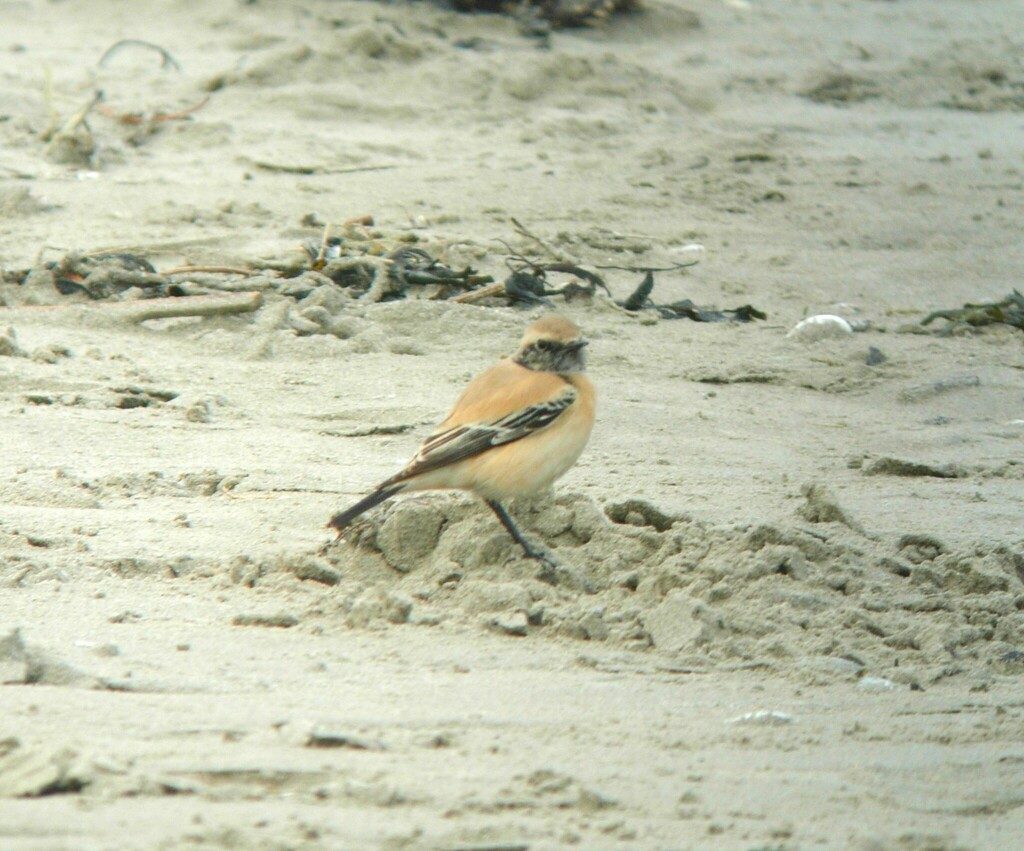 Desert Wheatear