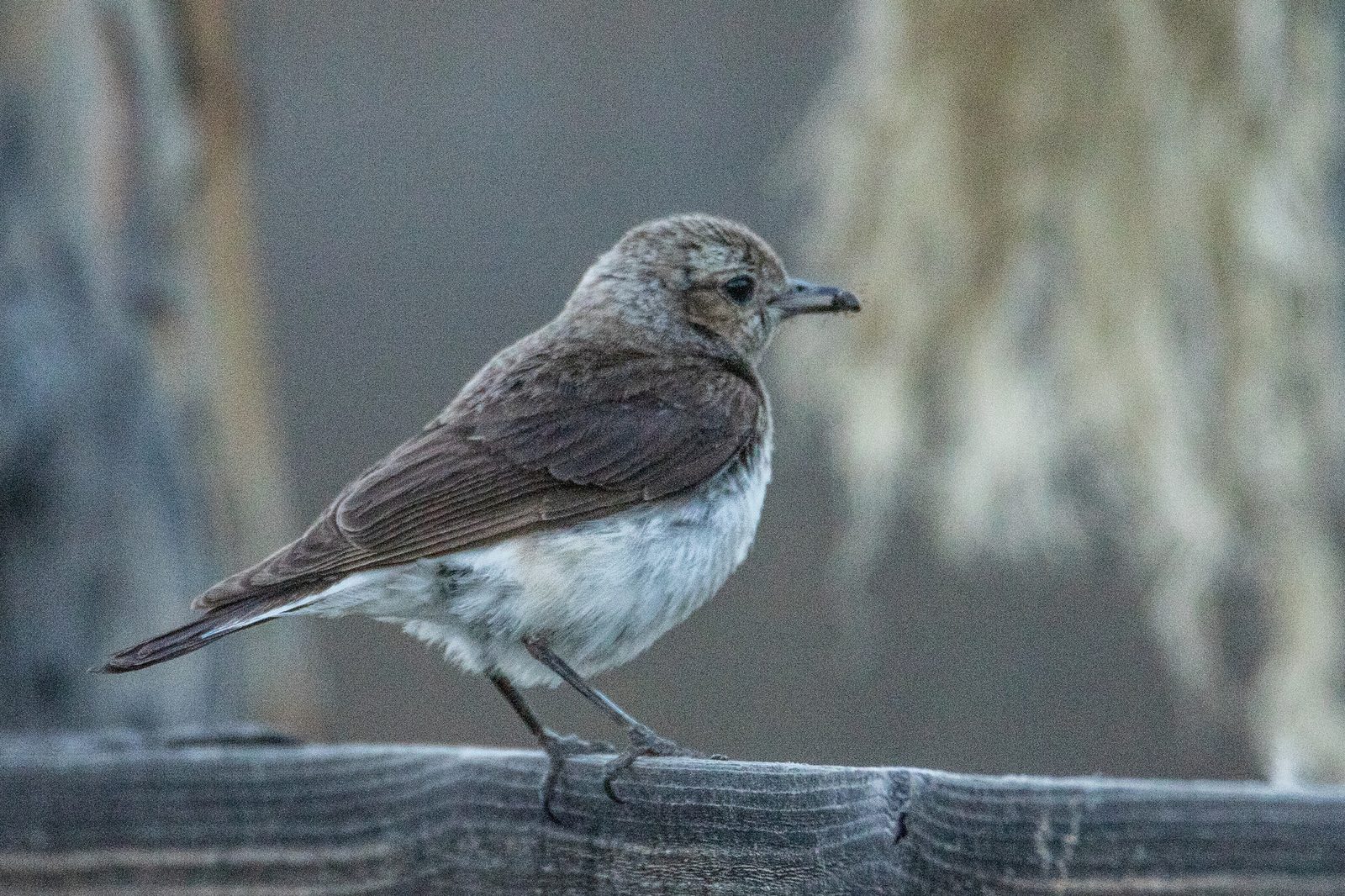 Pied Wheatear