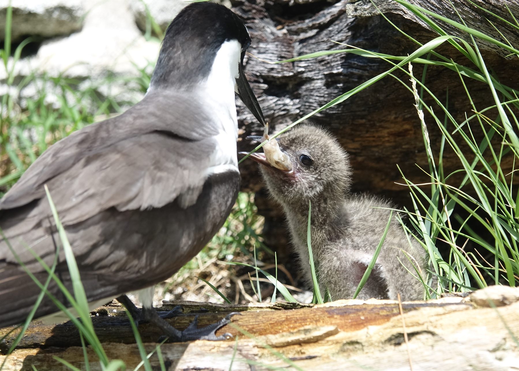 Bridled Tern
