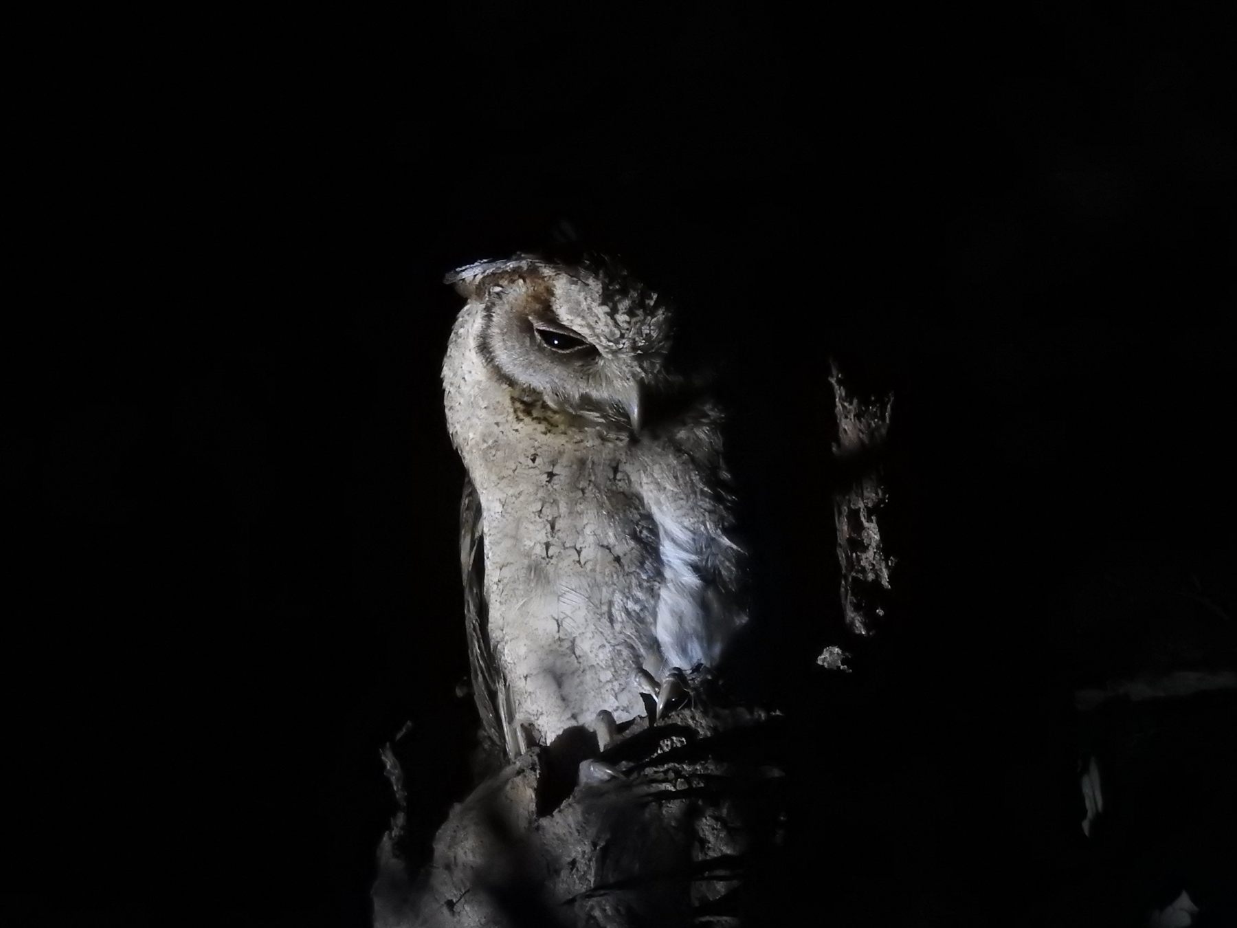 Indian Scops Owl