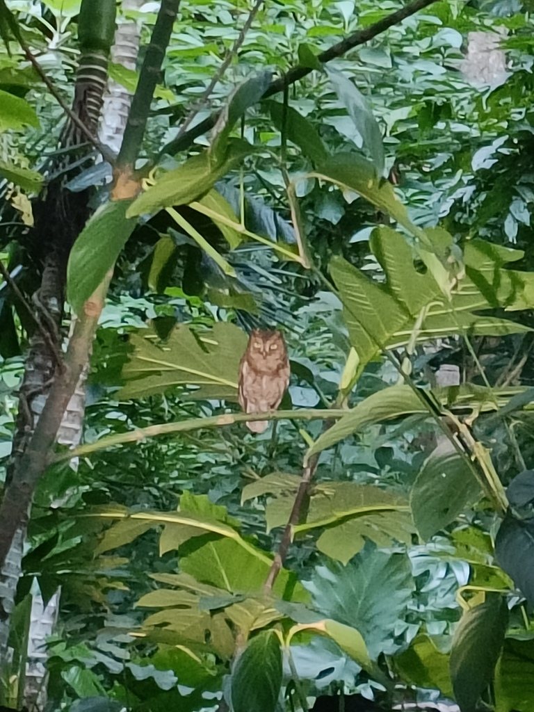 Ryukyu Scops Owl