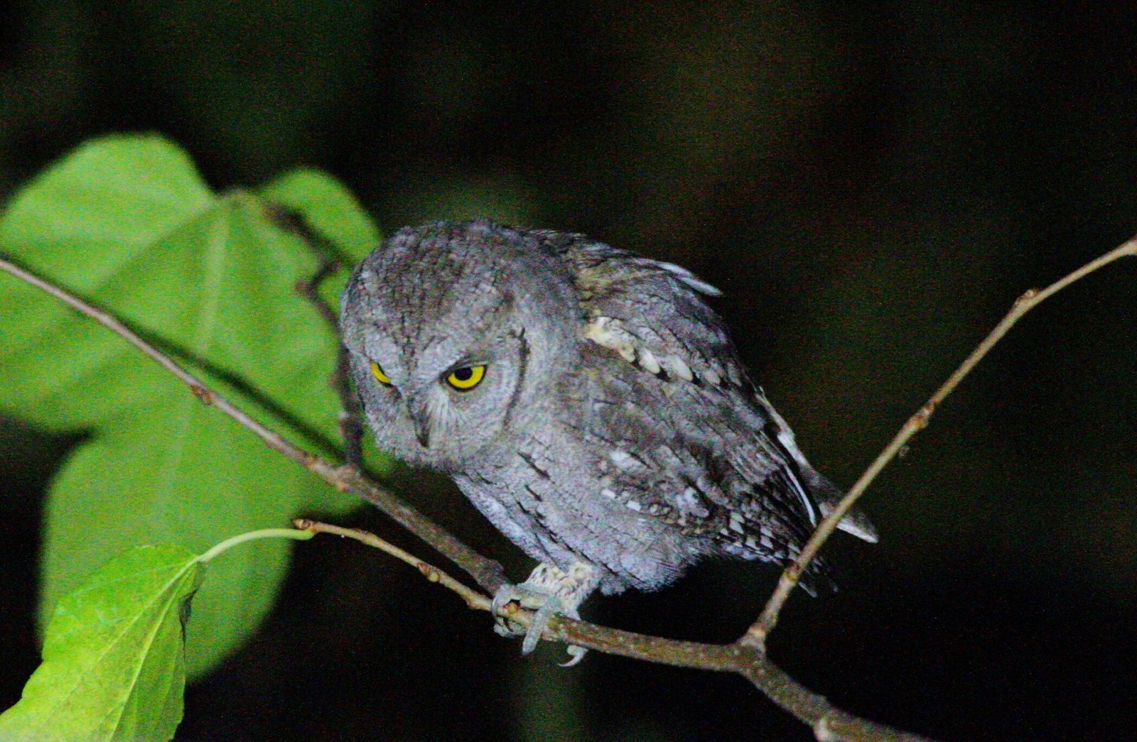 Eurasian Scops Owl