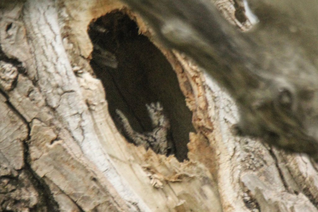 Japanese Scops Owl