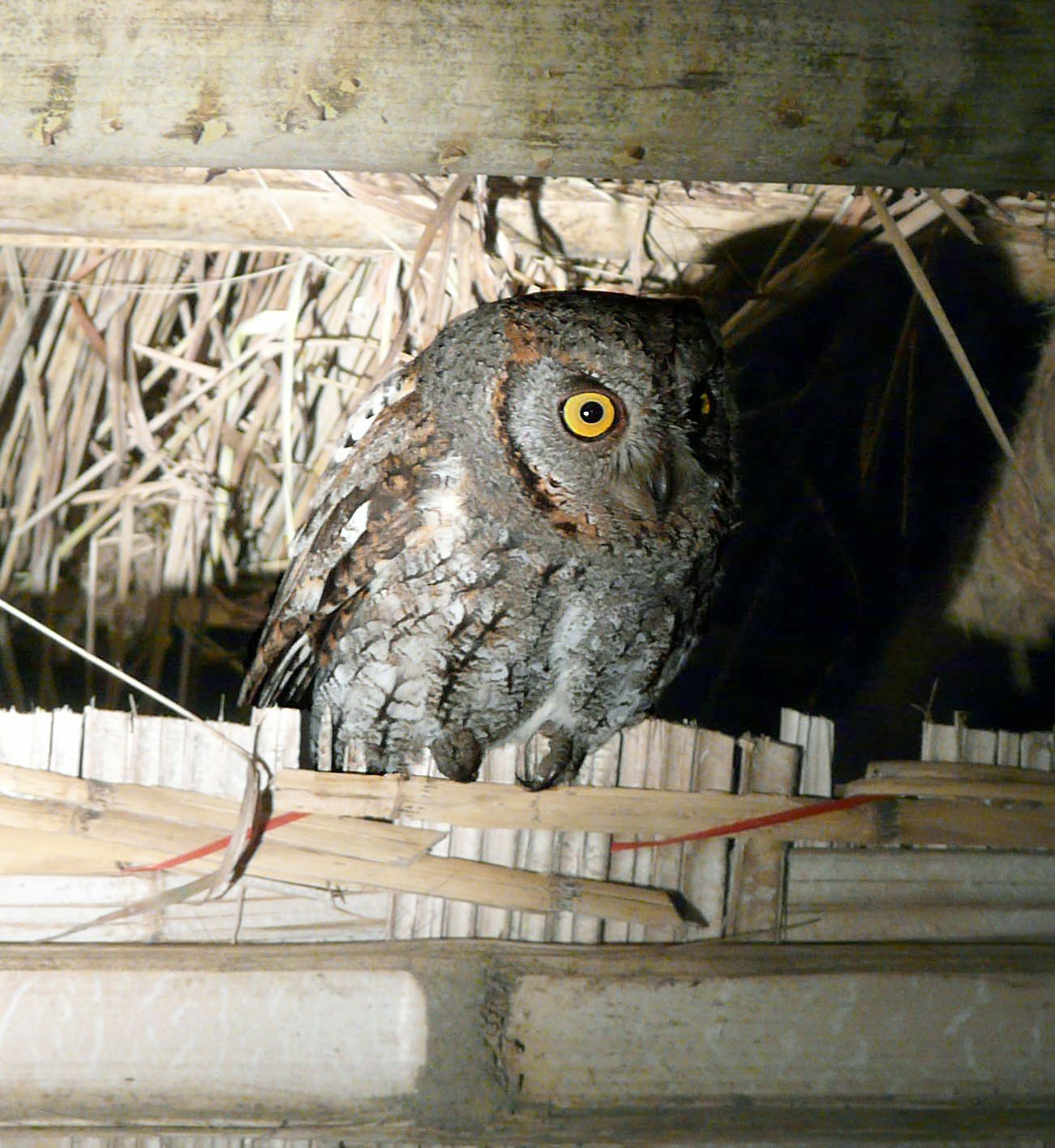 Oriental Scops Owl