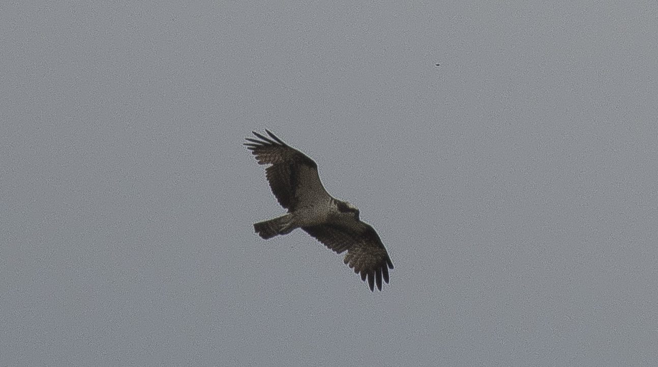 Osprey