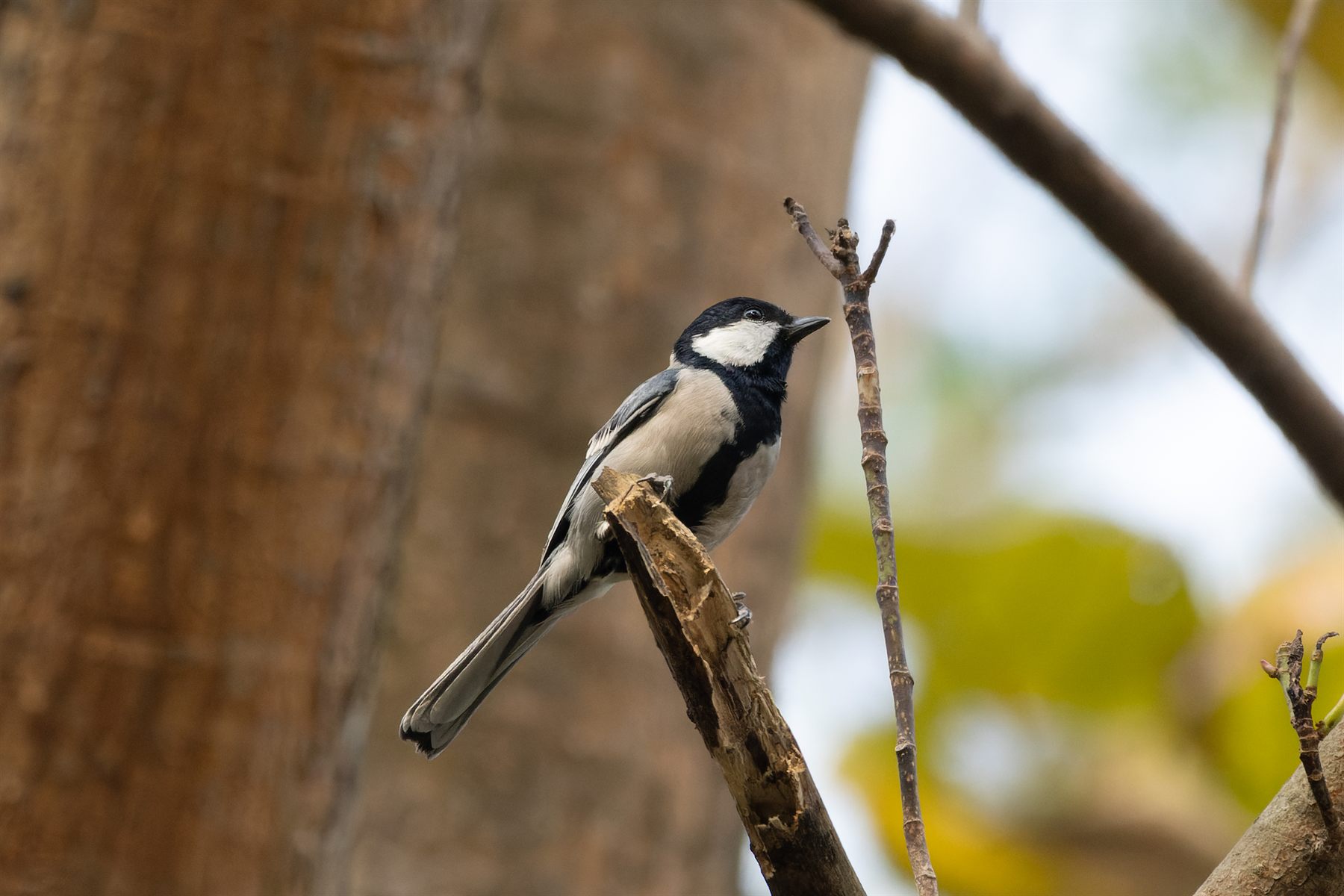 Cinereous Tit