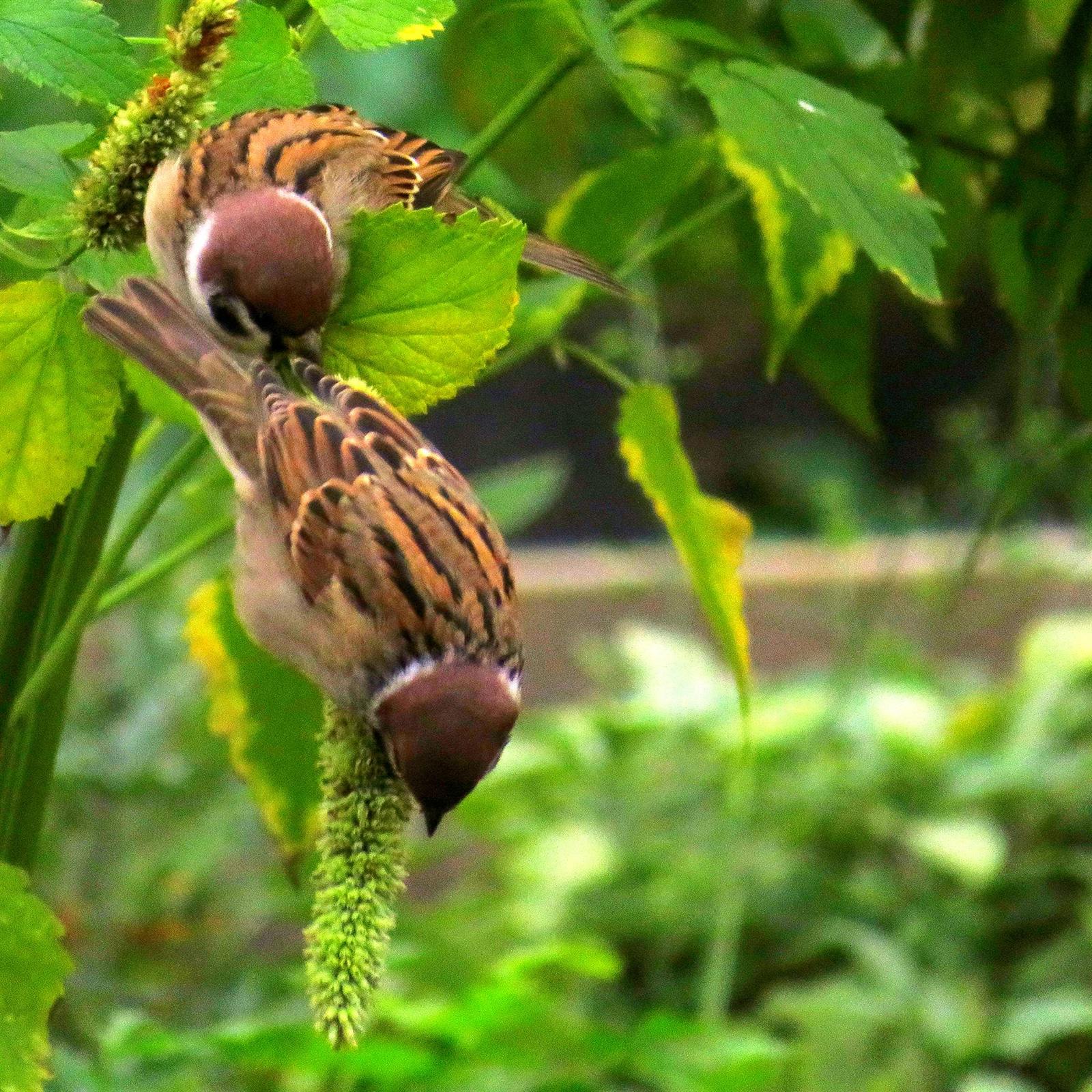 Eurasian Tree Sparrow