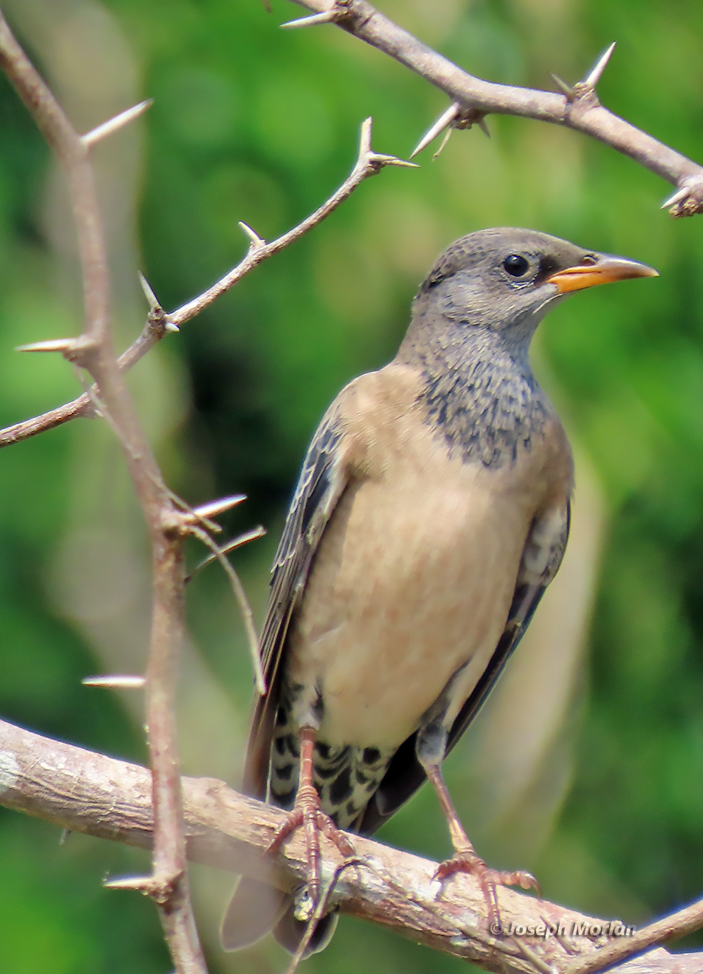 Rosy Starling