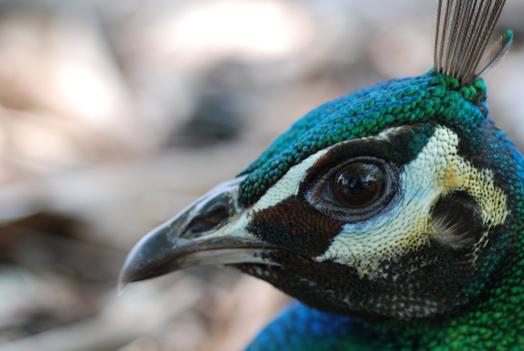 Indian Peafowl