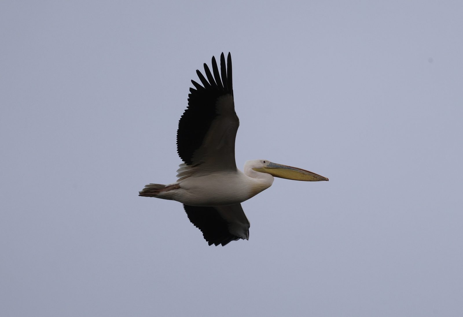 Great White Pelican
