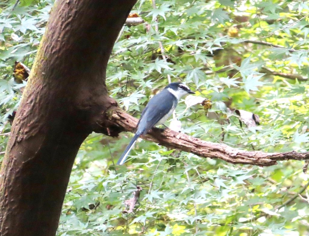 Ryukyu Minivet