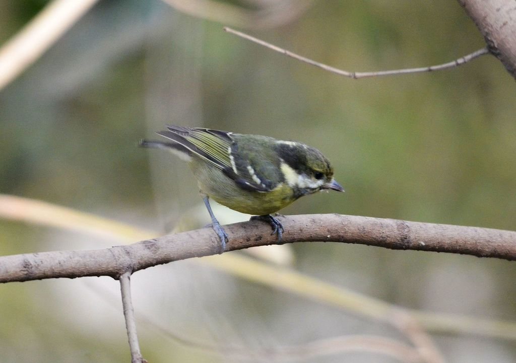 Yellow-bellied Tit