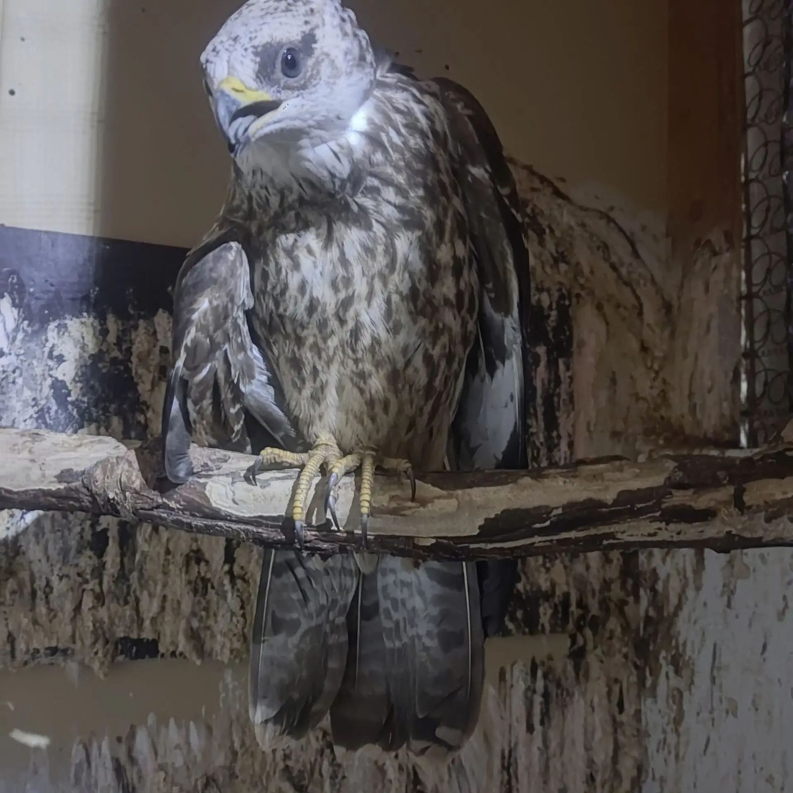 European Honey Buzzard