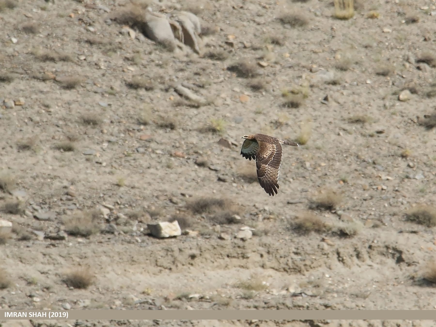 Crested Honey Buzzard
