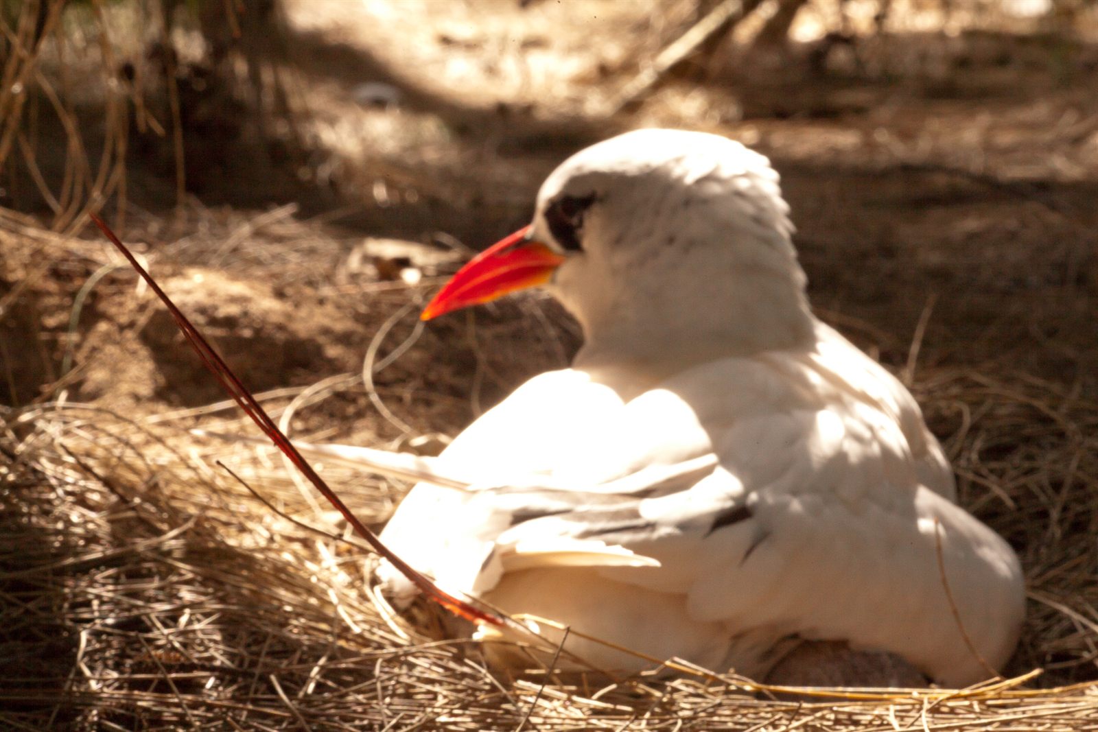 Red-tailed Tropicbird