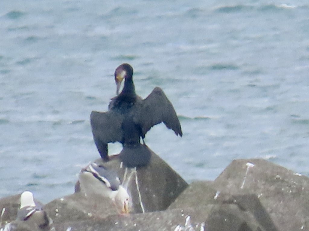 Japanese Cormorant