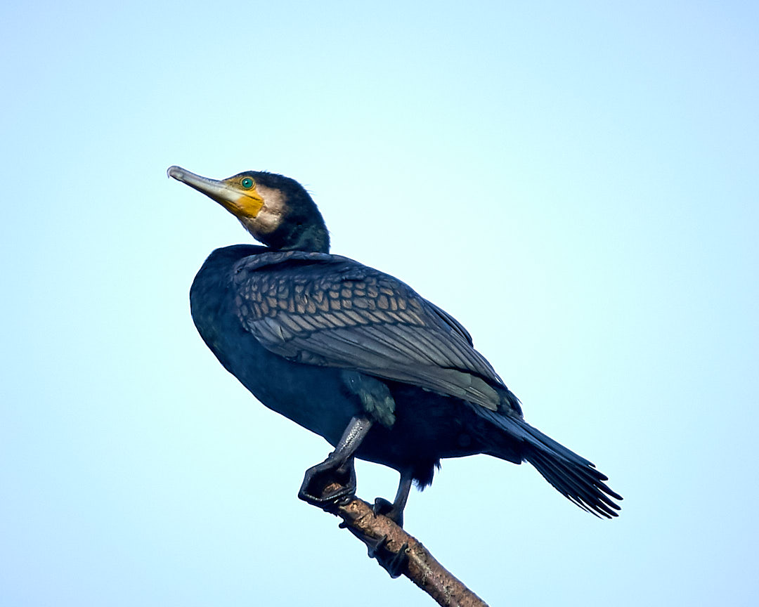 Great Cormorant