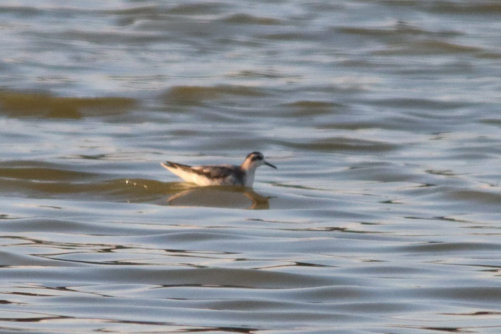 Red Phalarope