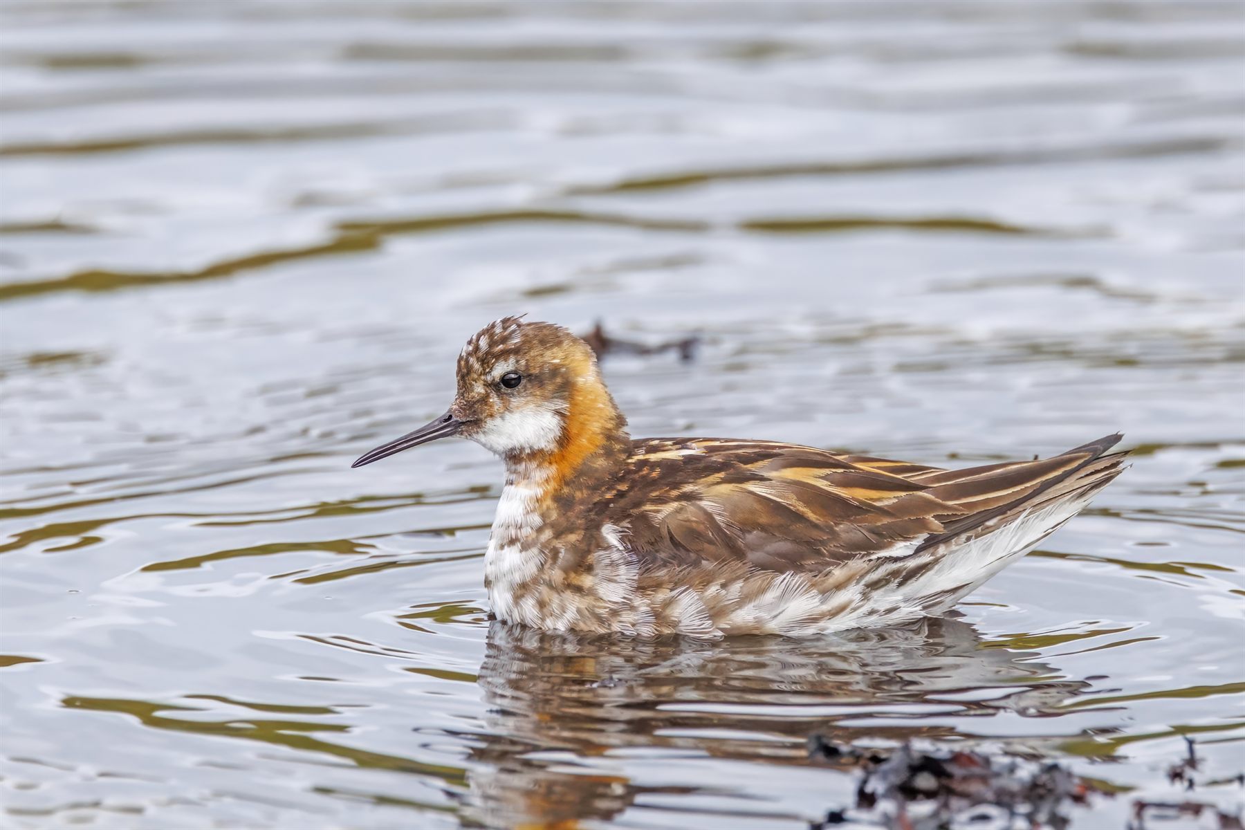 Red-necked Phalarope