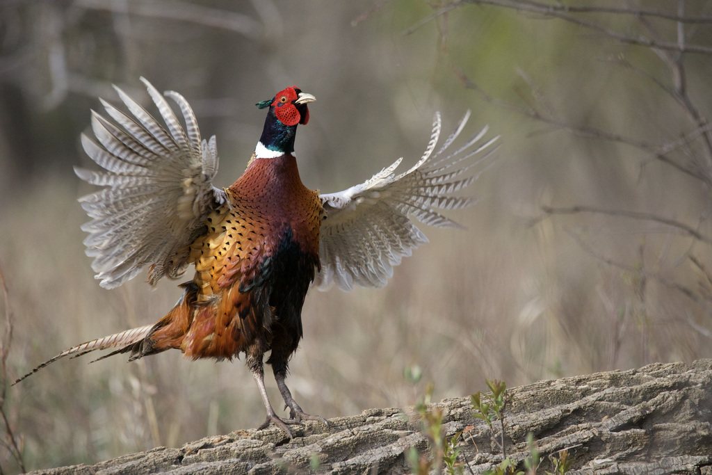 Common Pheasant