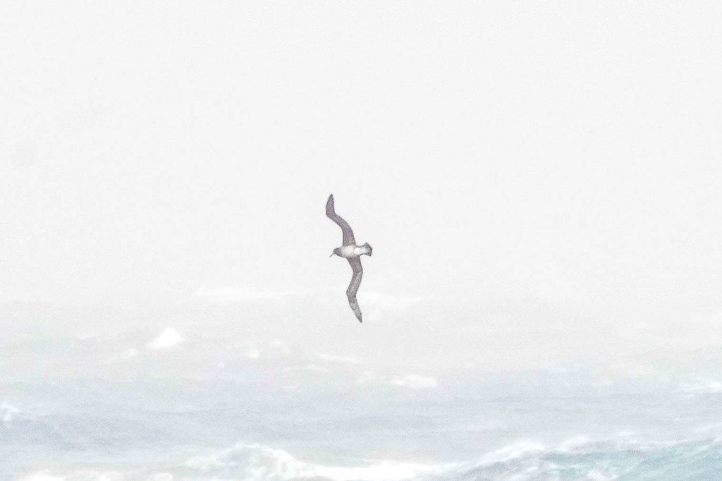 Short-tailed Albatross