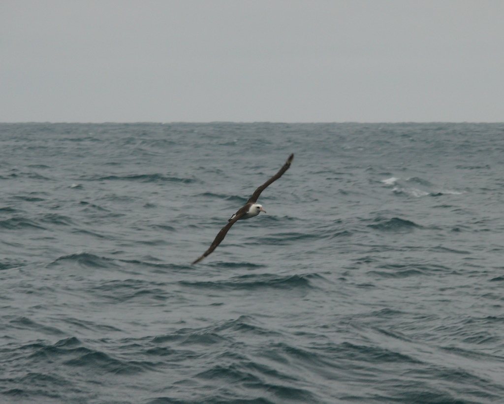 Laysan Albatross