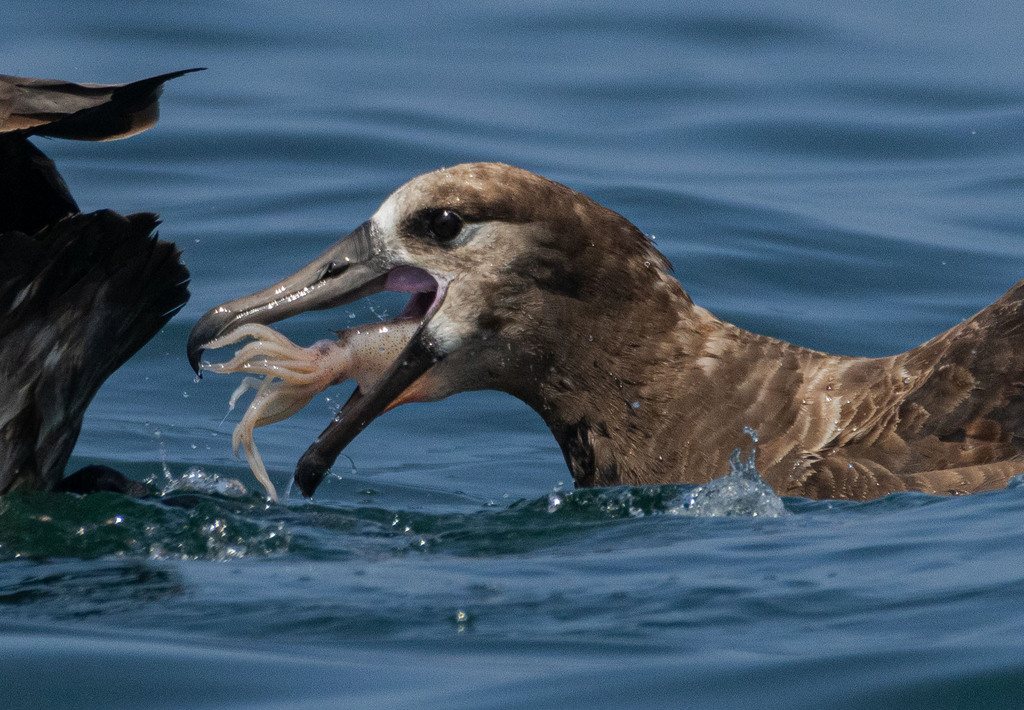 Black-footed Albatross