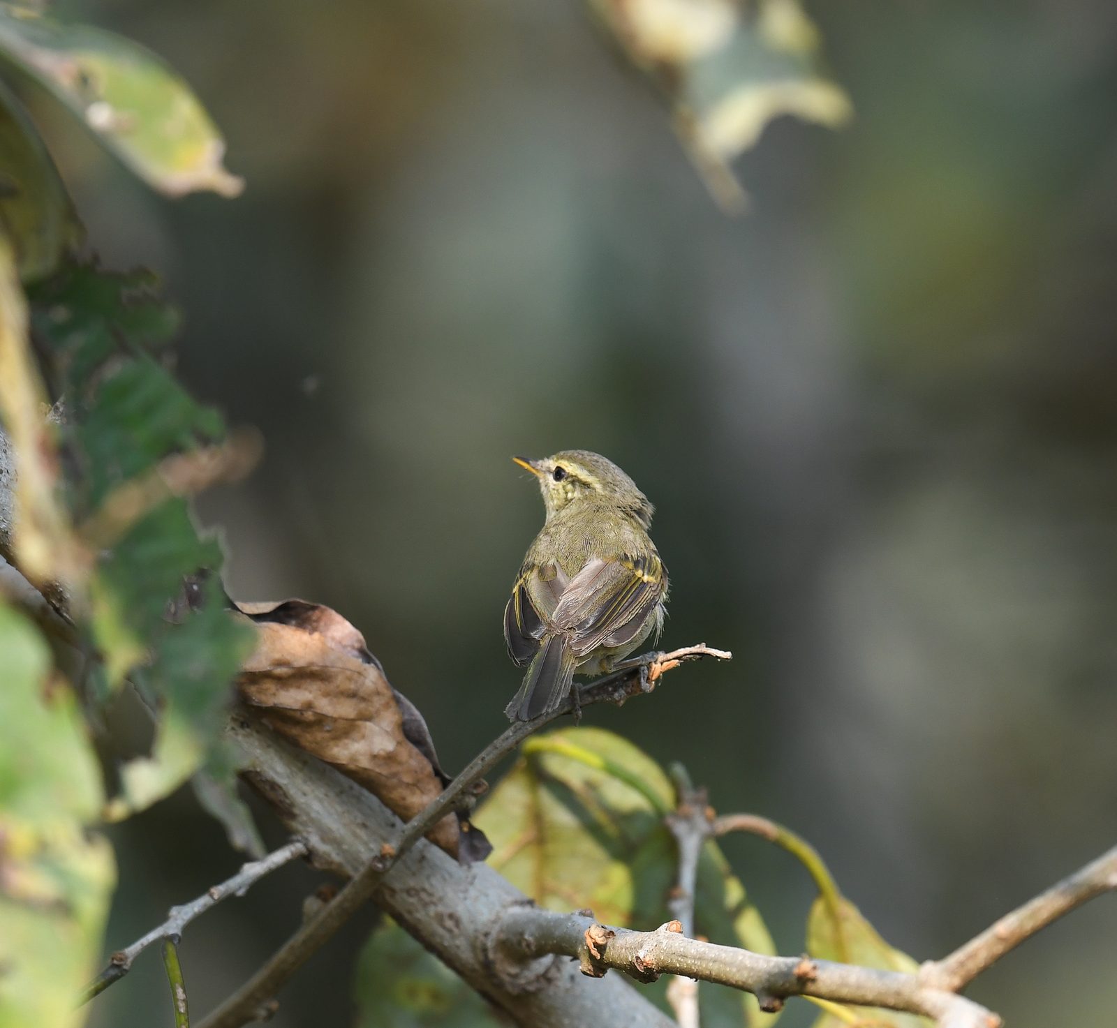 Tickell's Leaf Warbler