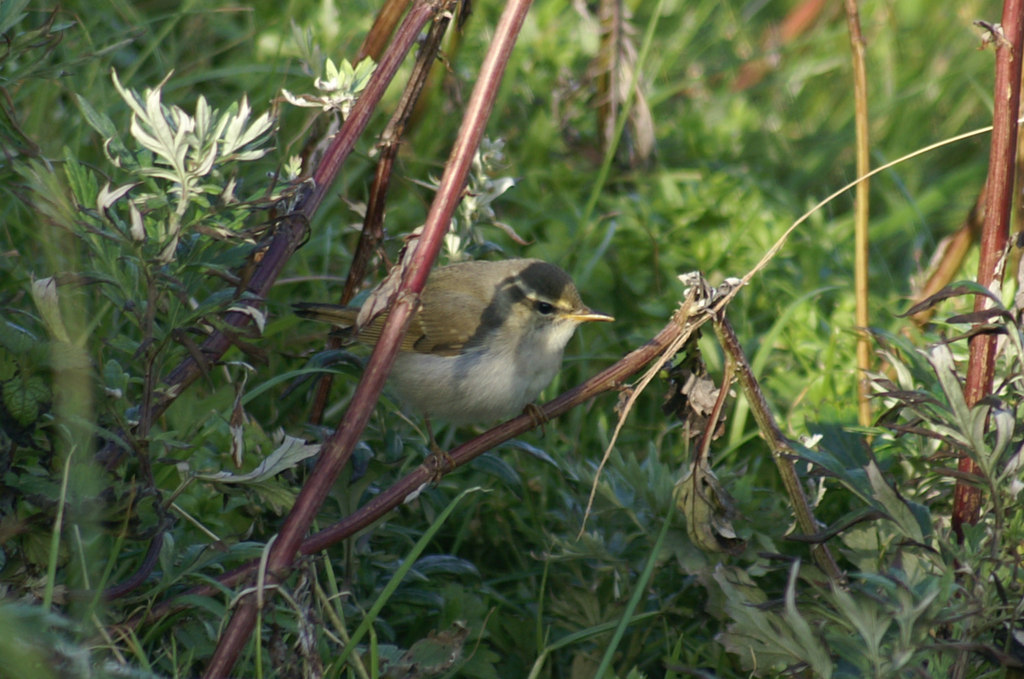 Arctic Warbler