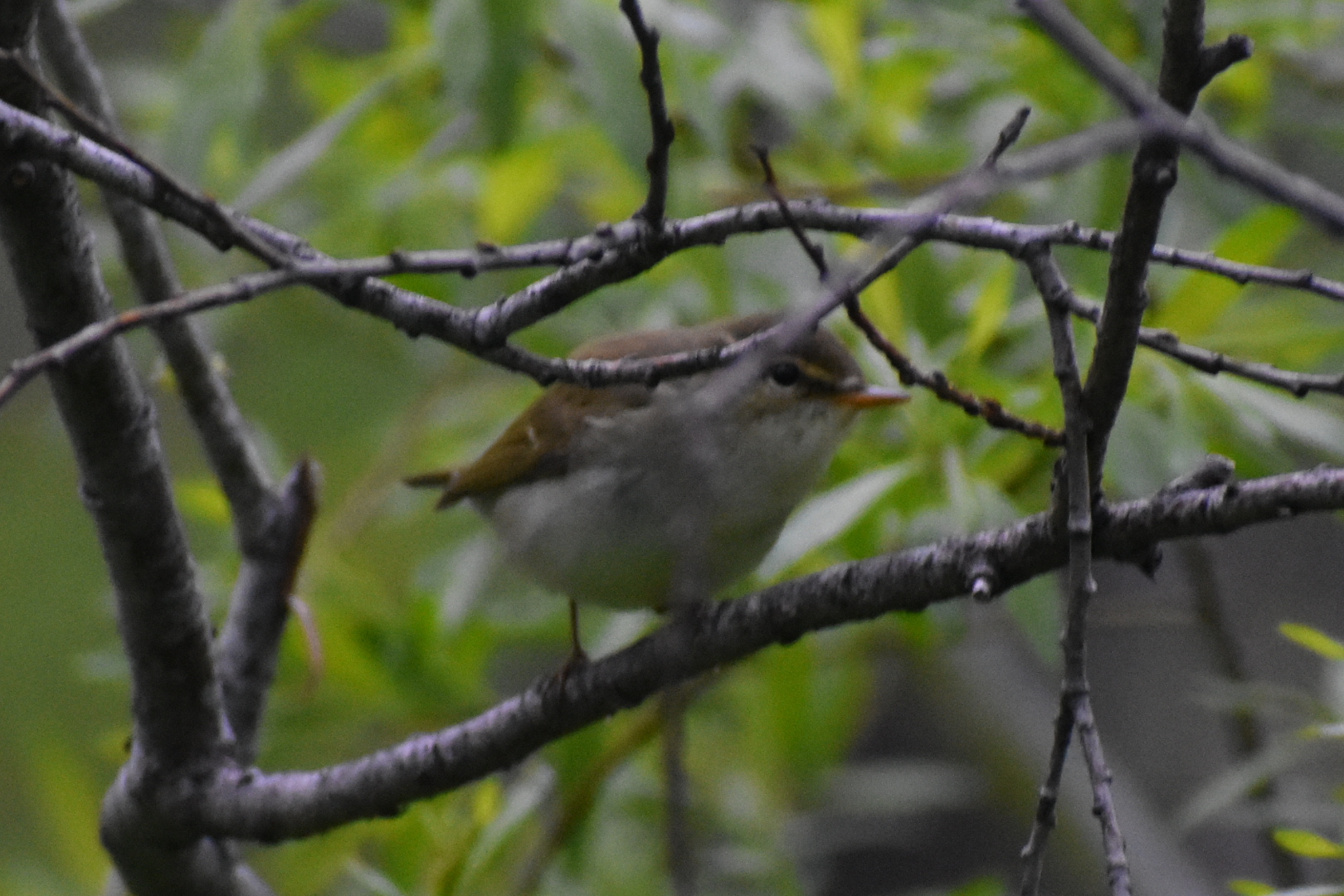 Kamchatka Leaf Warbler