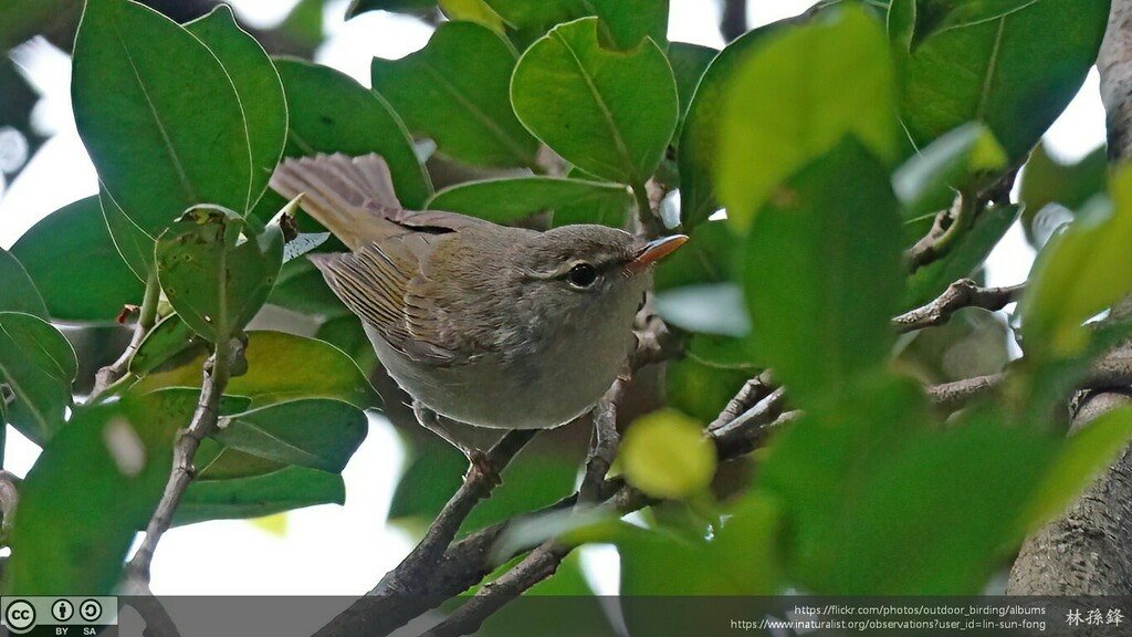 Ijima's Leaf Warbler