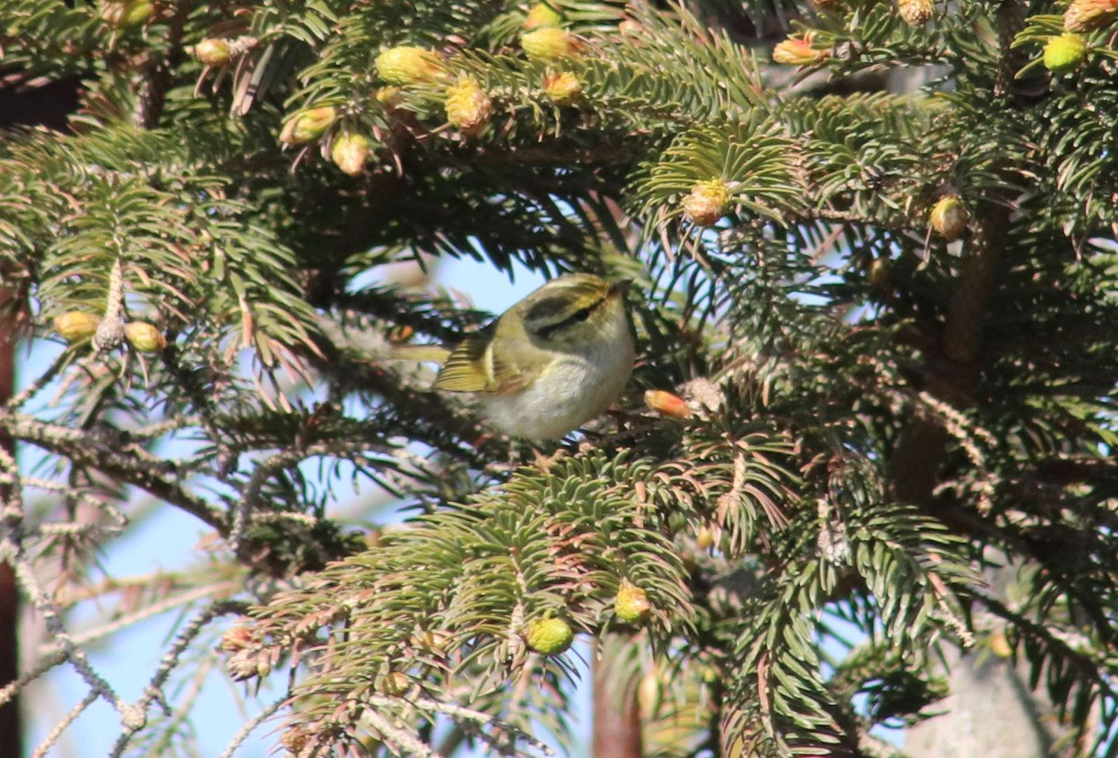 Pallas's Leaf Warbler