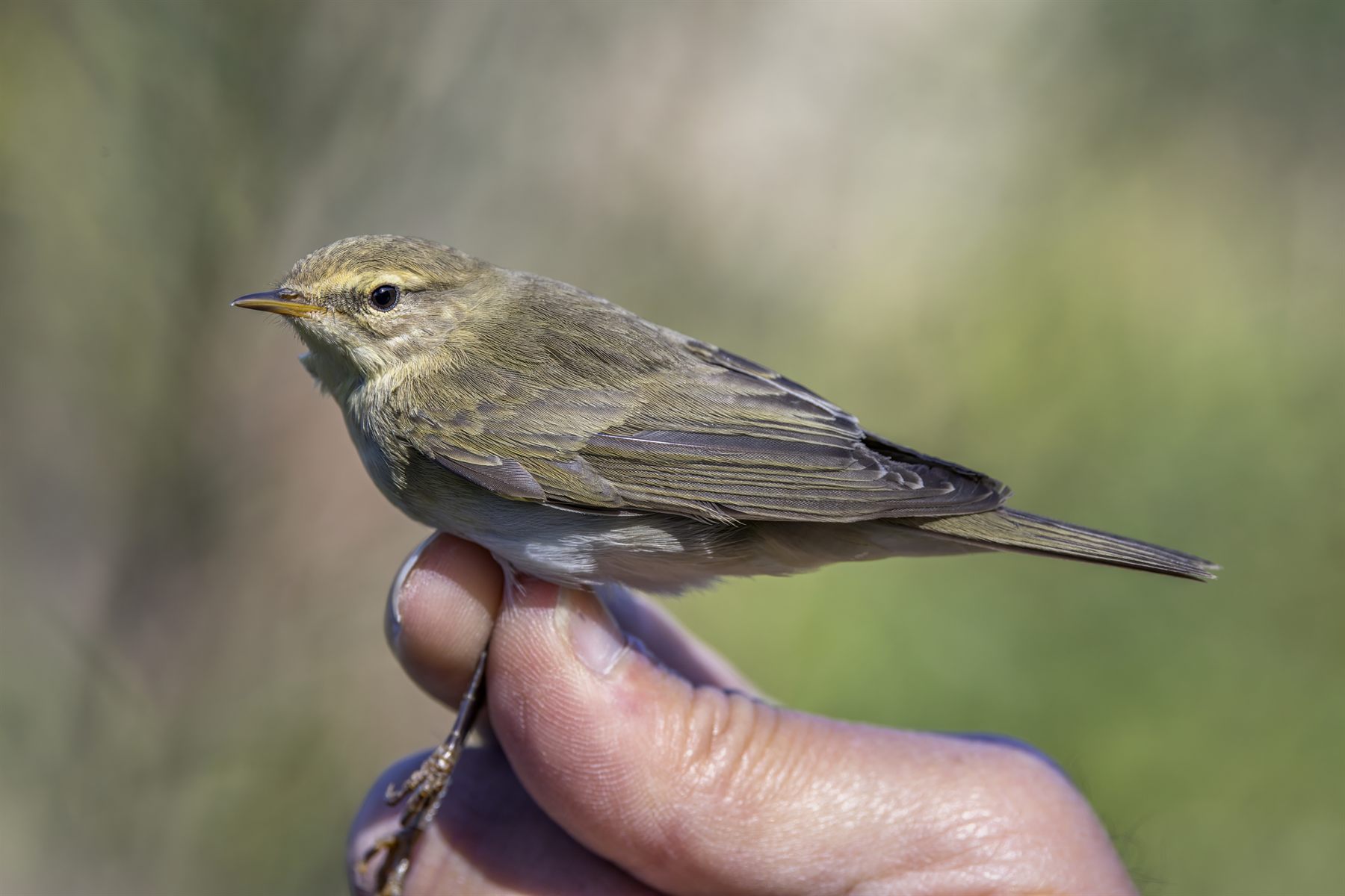Willow Warbler