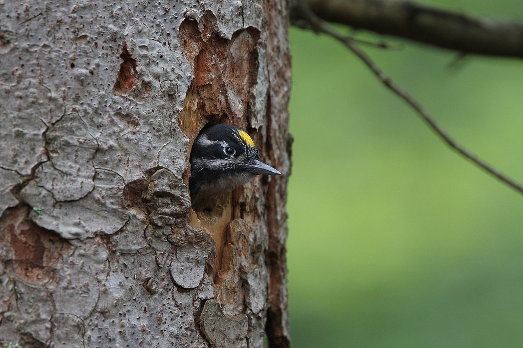 Eurasian Three-toed Woodpecker