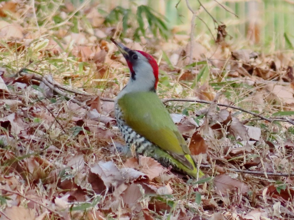 Japanese Green Woodpecker
