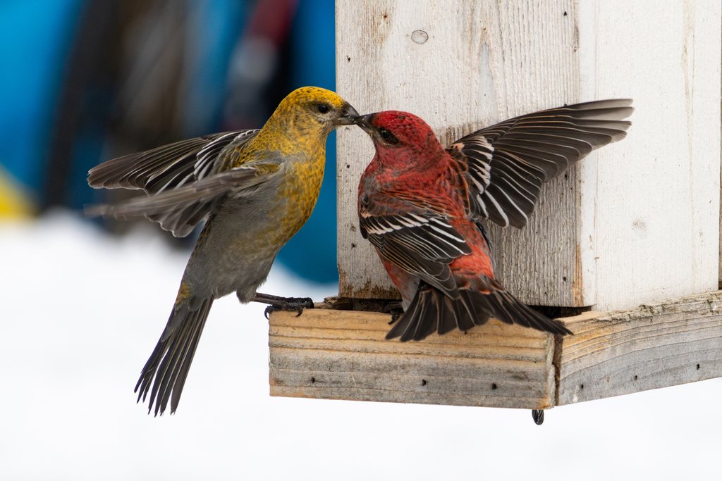 Pine Grosbeak